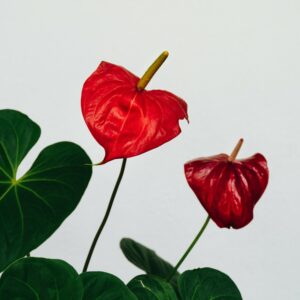 La Wanda Flower - Mutanda Assorbente Mestruale | Slip da ciclo in cotone - Ayay 48